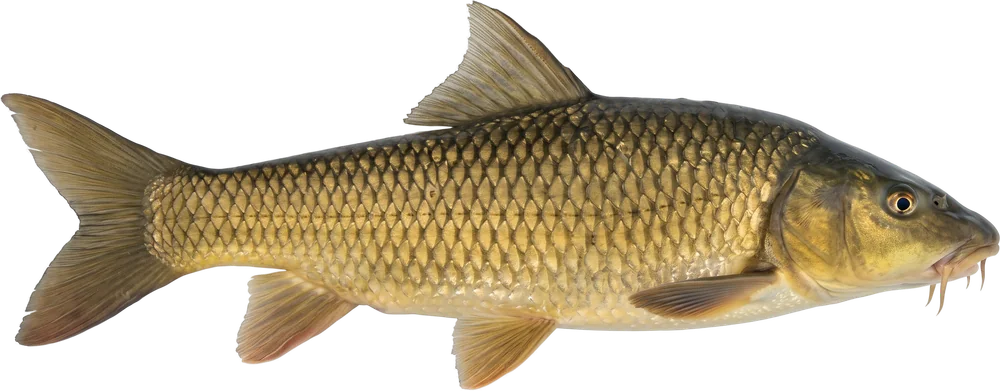 ჭანარი