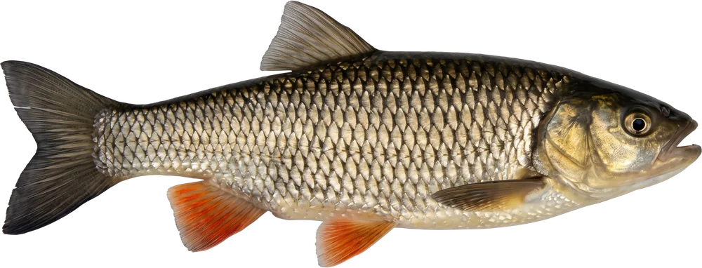 ქაშაპი