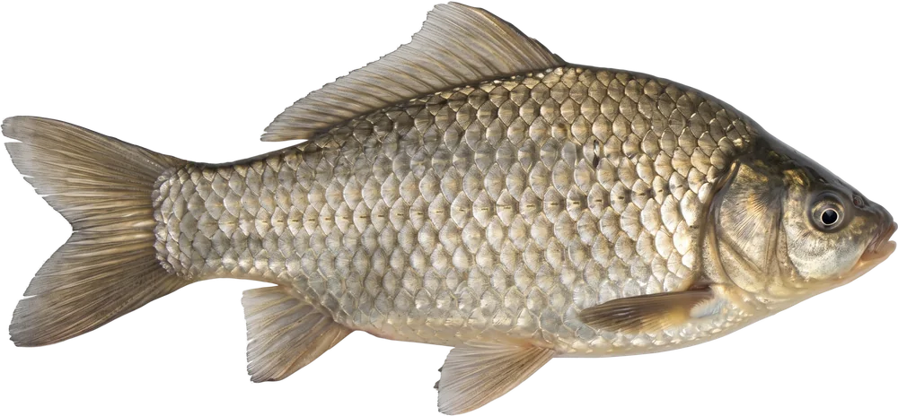 კარჩხანა