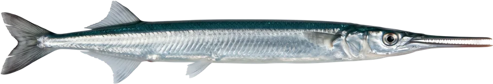 სარღანი