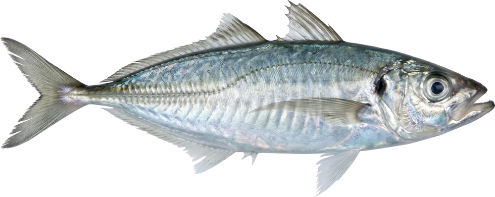 სტავრიდა