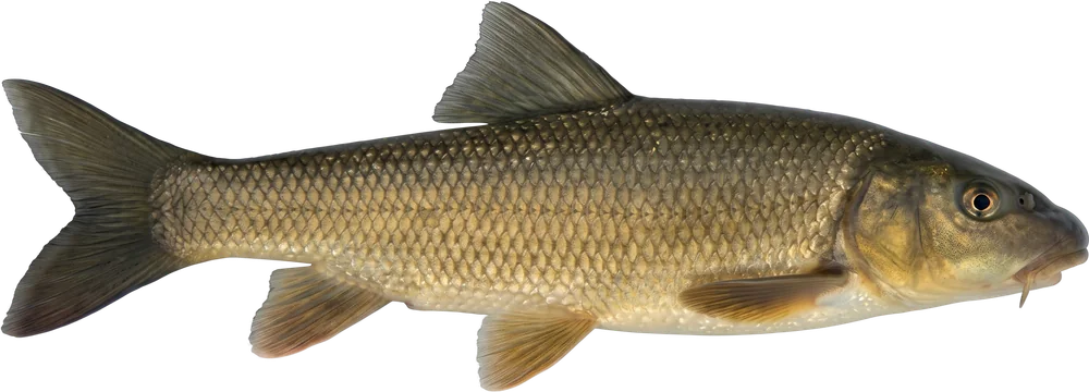 ხრამული