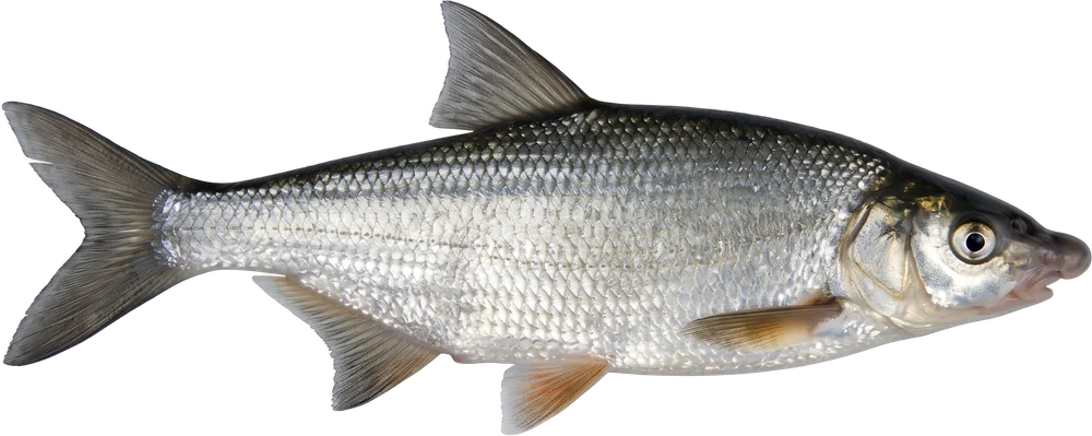 ვიმბა